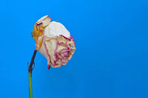 Dried rose on blue background. Dried rose on blue background