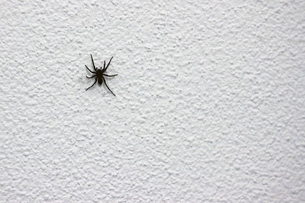A huge house Spider on the white wall