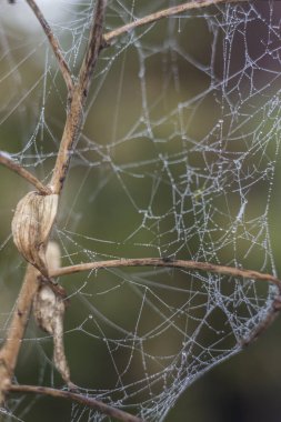 Soğuk bir sabah da Don örümcek ağı. Donmuş örümcek ağı. Dondurulmuş doğa. Bir örümcek ağı dalı buzlu don tarafından örtülü bir ormanda. Donmuş örümcek ağı