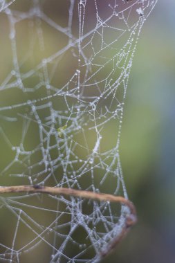 Soğuk bir sabah da Don örümcek ağı. Donmuş örümcek ağı. Dondurulmuş doğa. Bir örümcek ağı dalı buzlu don tarafından örtülü bir ormanda. Donmuş örümcek ağı