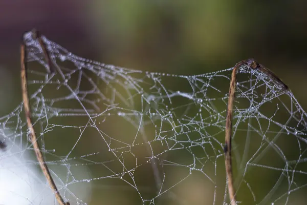 冰霜蜘蛛网在一个寒冷的早晨。冷冻蜘蛛网。冰冻的自然。在被冰霜覆盖的树林里树枝上的蜘蛛网。冷冻蜘蛛网 — 图库照片