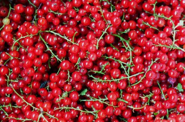 arka plan olarak yeşil sapları ile kırmızı frenk üzümü