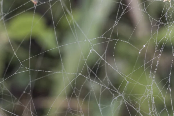 Макро фото павука Web на зеленому тлі — стокове фото