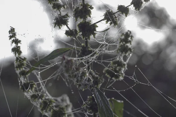 Golden Web med glänsande morgondagg i en äng under höstsäsongen. Spinalväv på grenarna av en torkad planta. Närbild. Kall ton, frost. Ljusa gryningen. Bakgrund, textur. — Stockfoto