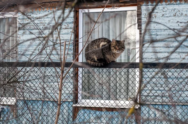 Drie-gekleurde kat zit op houten hek met prikkeldraad. Vet huisdier verbergen onder naakte takken en camera te kijken. Zonnige winterdag. — Stockfoto