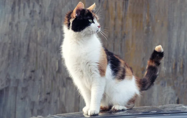 Gekleurde gevlekte kat zit en kijkt in de verte — Stockfoto