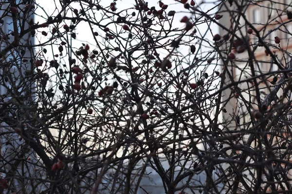 Замороженные ветви бриарного дерева серый фон неба — стоковое фото