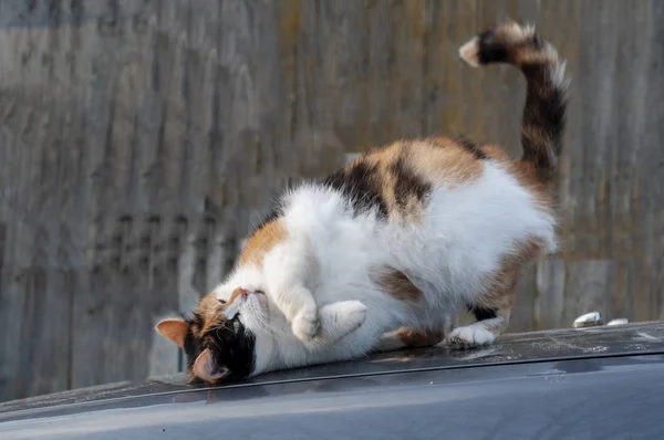 Gekleurde gevlekte kat wrijft gezicht op de vloer — Stockfoto