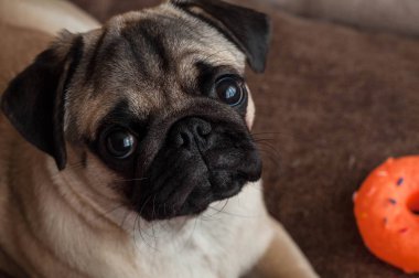 Köpek yavrusu turuncu oyuncak ile köpek yatağında yatıyor ve kamera bakar, Close-up
