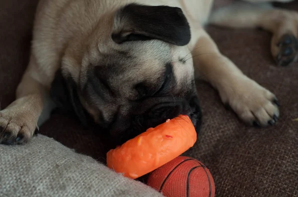 Puppy pug plays with orange toys