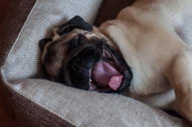 köpek yatağında sevimli pug köpek yavrusu esneme