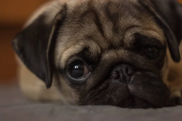 Cute pug puppy lays on the bed, Close-up — Stock Photo, Image