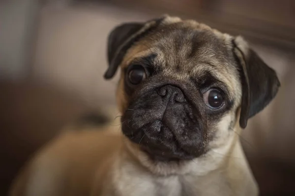 Bonito de olhos abertos filhote de cachorro olhando para a câmera — Fotografia de Stock