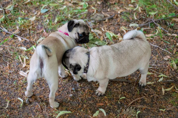 Parkta oynayan sevimli pug yavru — Stok fotoğraf