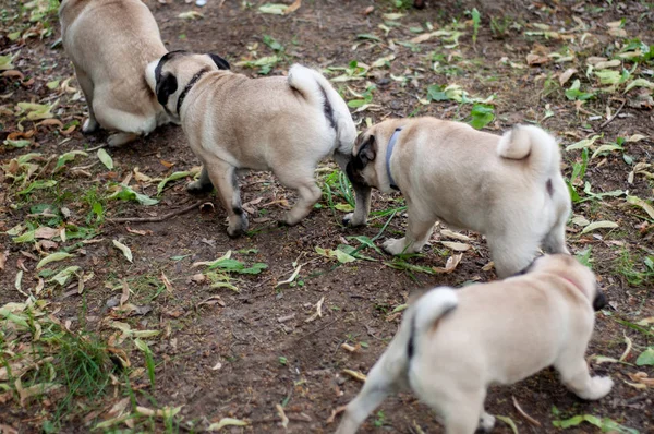 Cute pug puppies playing in the park — Stock Photo, Image