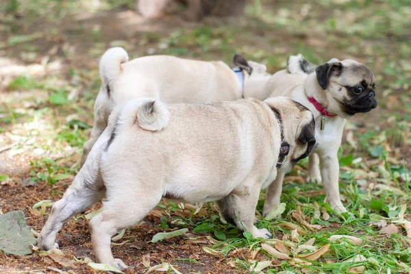 Lindo cachorro cachorros jugando en el parque —  Fotos de Stock