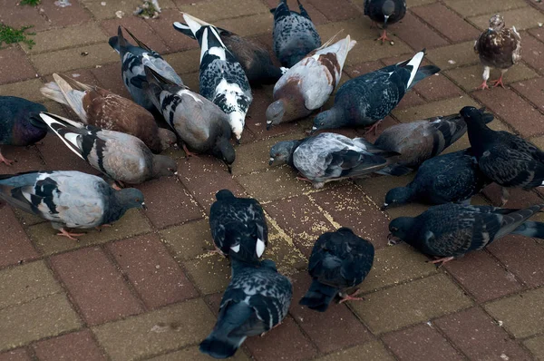 Multi-colored pigeons sit in a circle and eat yellow millet on a sidewalk tile in the city. — Stock Photo, Image