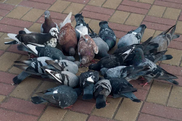 Palomas multicolores se sientan en un círculo y comen mijo amarillo en una baldosa de la acera en la ciudad . — Foto de Stock