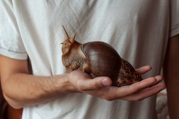 Achatina big snail sits on the owners hand.Healing mucus. — Stock Image Achatina big snail sits on the owners hand.Healing mucus. Royalty Free Stock Photos