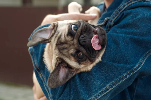 Primer plano cara cachorro divertido pug 6 meses de edad — Foto de Stock