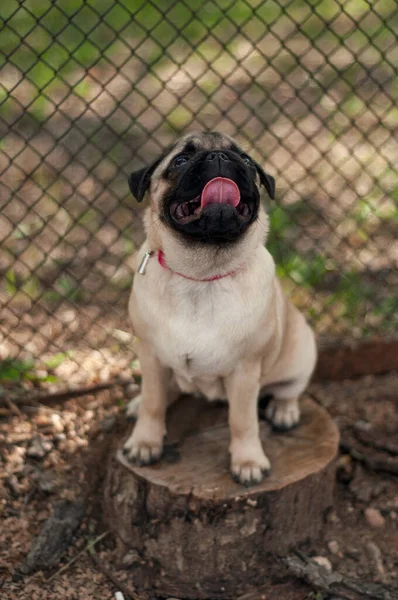 A 6 month old pug puppy is sitting on a stump in a park — Stock Photo, Image