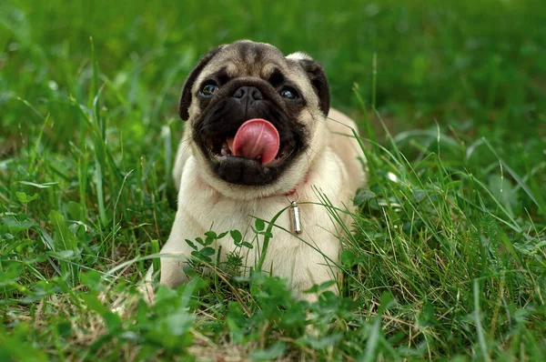 Шестимесячный щенок лежит на зеленой траве на лугу — стоковое фото