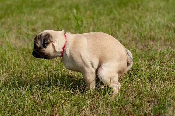 Un cachorro de pug tienen una evacuación intestinal o la naturaleza facilidad en la hierba — Foto de Stock