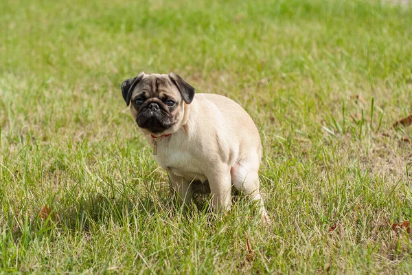 Bir köpek yavrusunun bağırsakları hareket eder ya da otların doğasını yumuşatır.