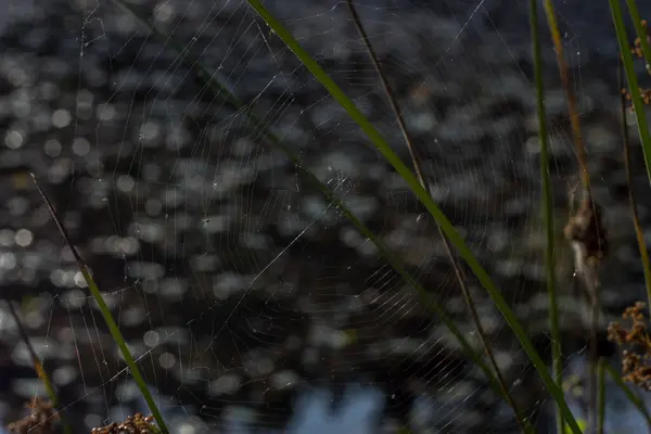 Cobweb, Spiderweb med vattendavsläpp. Närbild — Stockfoto