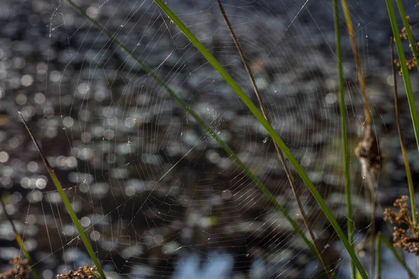 蜘蛛网，带水滴的蜘蛛网。特写 — 图库照片