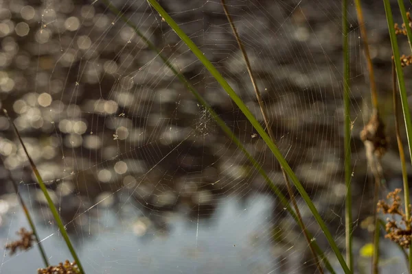 Cobweb, Spiderweb med vattendavsläpp. Närbild — Stockfoto