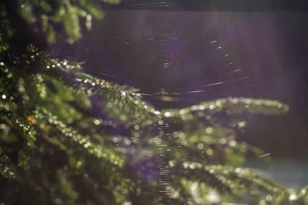 Schönes Spinnennetz zwischen Bäumen bei klarem Wetter — Stockfoto