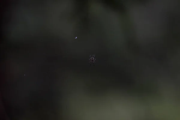 Aranha no centro de sua teia esperando pacientemente por sua vítima — Fotografia de Stock