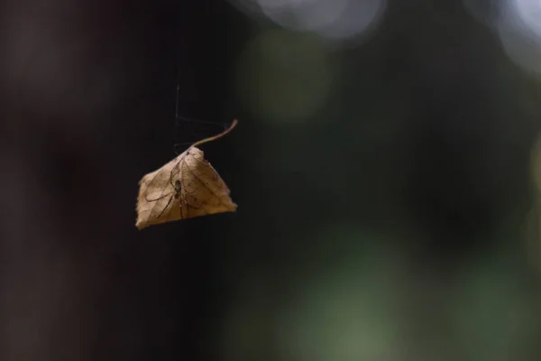 Сухой лист, застрявший в паутине — стоковое фото
