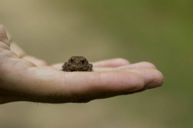 Bir elde oturan küçük yeşil kurbağanın fotoğrafı. Avucundaki genç kurbağa. Küçük yeşil kurbağa ellerinde, arkasında nehir kıyısı var. Hayvanat bahçesi fotoğrafı. Amfibi fotoğrafı. Hayvan bakımı konsepti