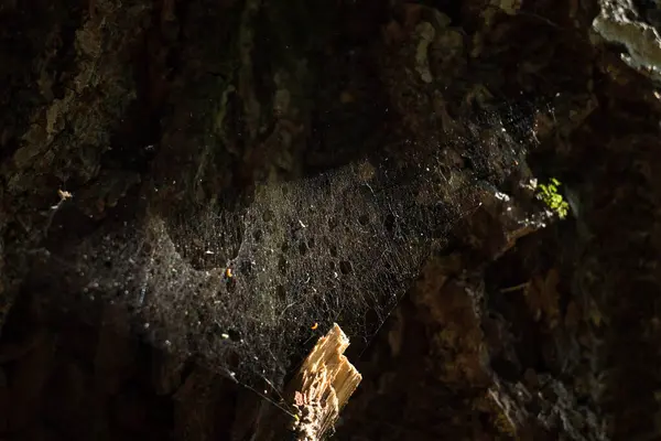 Foto de primer plano de tela de araña natural. fondo texturizado — Foto de Stock