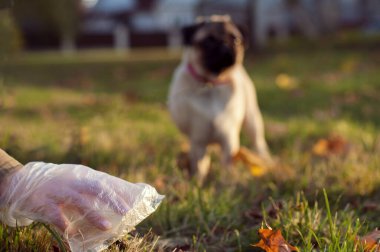 Çantada köpek boku olan kadın eli. Köpek kakasını almak.