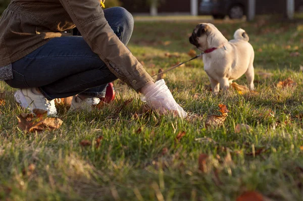 Женщина собирает собачье дерьмо в парке — стоковое фото