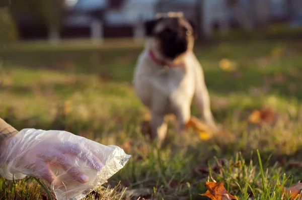 Female hand with dog shit in bag. Picking up dog poop. — Stock Photo, Image