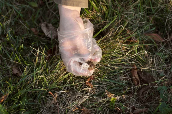 A jovem pega o cocô de seu animal de estimação com saco de plástico — Fotografia de Stock