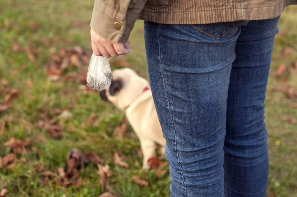 Девушка в синих джинсах стоит спиной и держит в руках пластиковый пакет с собачьими экскрементами. молодая собака-мопс на заднем плане вне фокуса . — стоковое фото