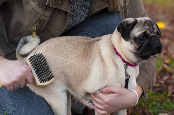 Normal köpek bakımı. Bir kadın küçük köpeğini temizliyor. Sokakta köpek kılı dövüştürüyorum..