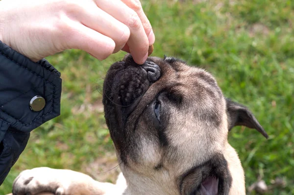 Pug Dog Funny Face Takes Treat Good Behavior Owner Hand — Stock Photo, Image