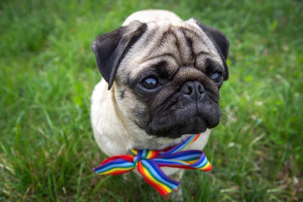 Perro Pug Con Arco Iris Cinta Lgbt Cuello Sienta Hierba — Foto de Stock