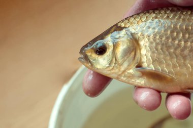 Bir kova suyun üzerinde bir balıkçının elinde canlı bir balık yakaladım. gösteriyi yakala