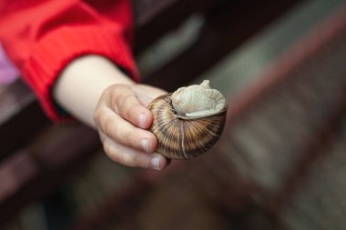 Çocuk eli bir salyangoz tutuyor ve kameraya gösteriyor. ses tonlu