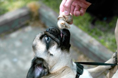 Pug dog kabuklu salyangoz yemek için ağzını açar.