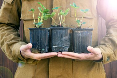 Çiftçi elinde bahçe arka planına karşı çilek tohumu tutuyor. Yerel organik tarım. Ev yapımı böğürtlen.