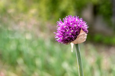 Uzun ömürlü sarımsak çiçekleri, arka planda yataklar ve sebze bahçesi.
