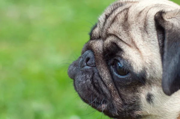 Close Nariz Saudável Raça Pug Cão Puro Fresco Limpo — Fotografia de Stock